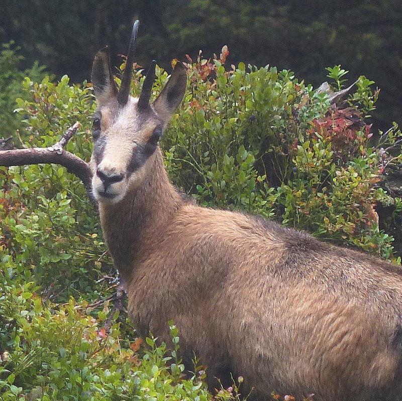 Chamois myrtilles 1.jpg