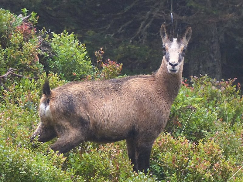 Chamois myrtilles 2.jpg