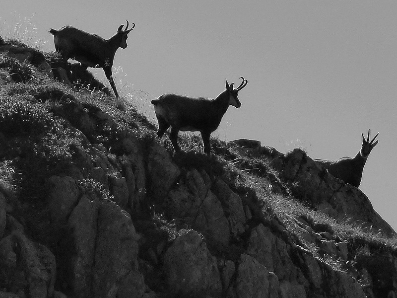 Chamois trio.jpg