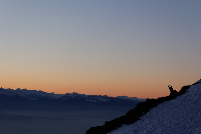 chamois jura 01.jpg