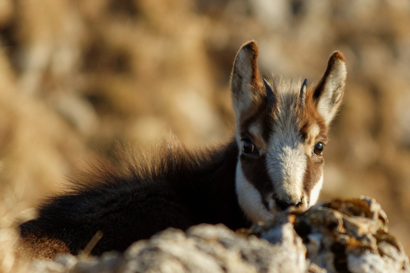 chamois jura 02.jpg