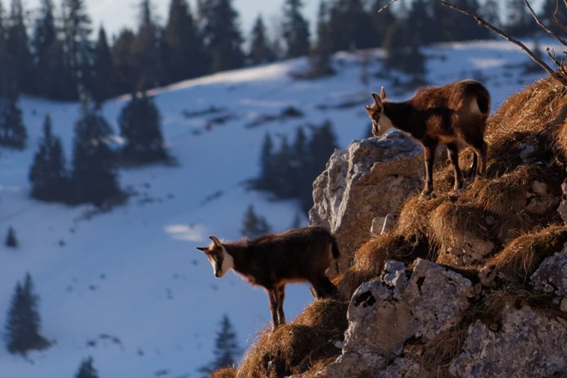 chamois jura 03.jpg