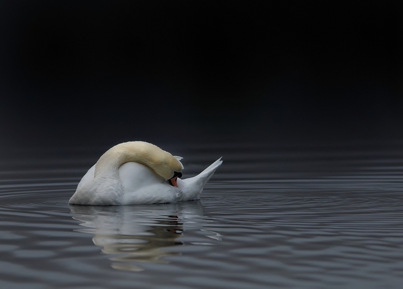 oiseau0124.jpg