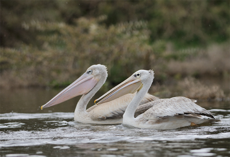 DSC_2164.jpg