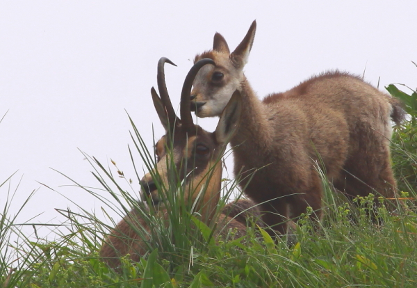 Chamois femelle et petit - Moment de tendresse 2.JPG