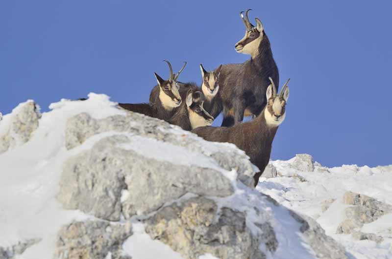 121212_56 france_faune_mammifères_chamois_jura_reculet_.jpg