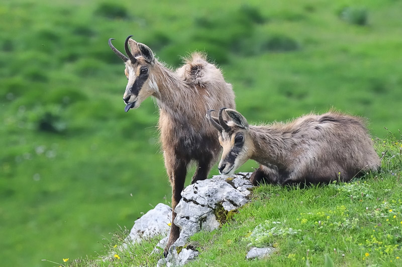 130616_32 suisse_vaud_dole_faune_mammifères_chamois.jpg