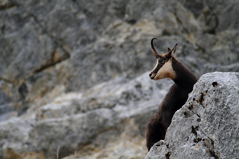 Chamois - 002.JPG