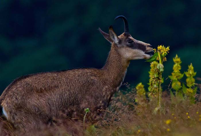 Chamois_mange gentiane jaune_Hohneck_13_07_31_IMG_1970.jpg