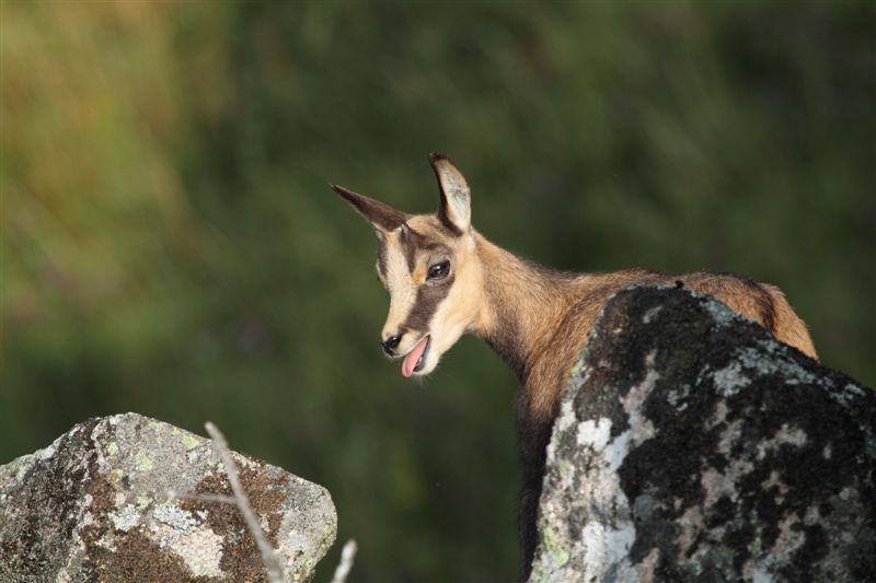 chamois_0043.JPG