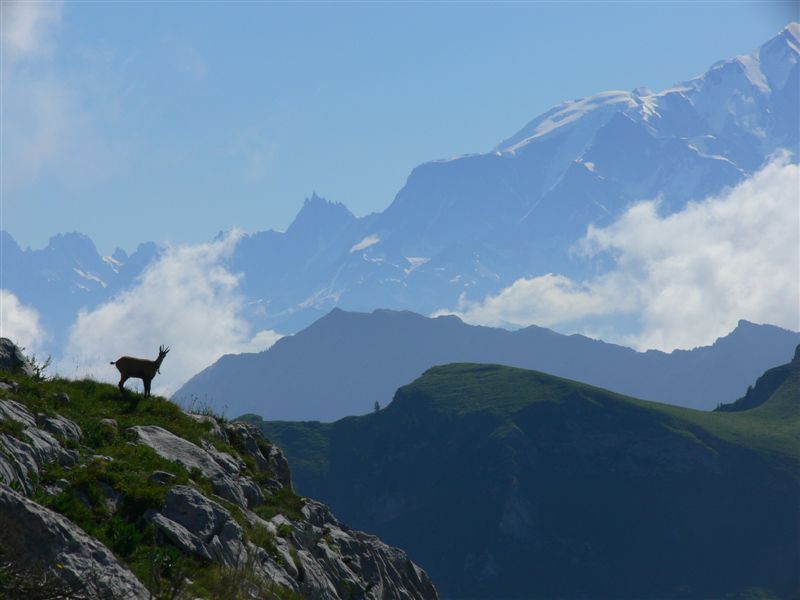 chamois_502.JPG