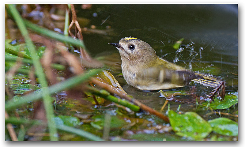 Roitelet huppé bain 4 copie.jpg