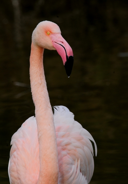 DSC_3446.jpg