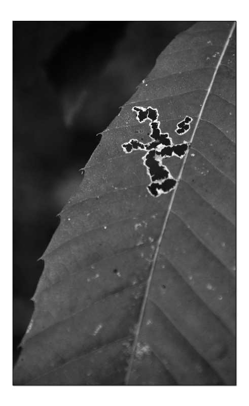 DSC00457_modifié-1-copie.jpg