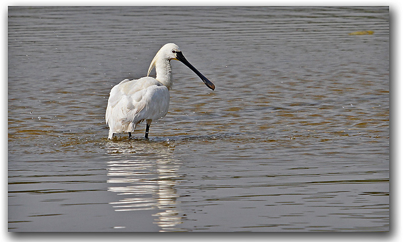 Spatule blanche_26 copie.jpg