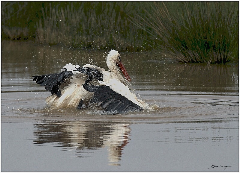 DSC_8486.jpg