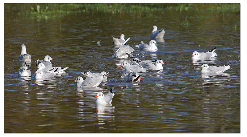 mouettes rieuses bain copie.jpg