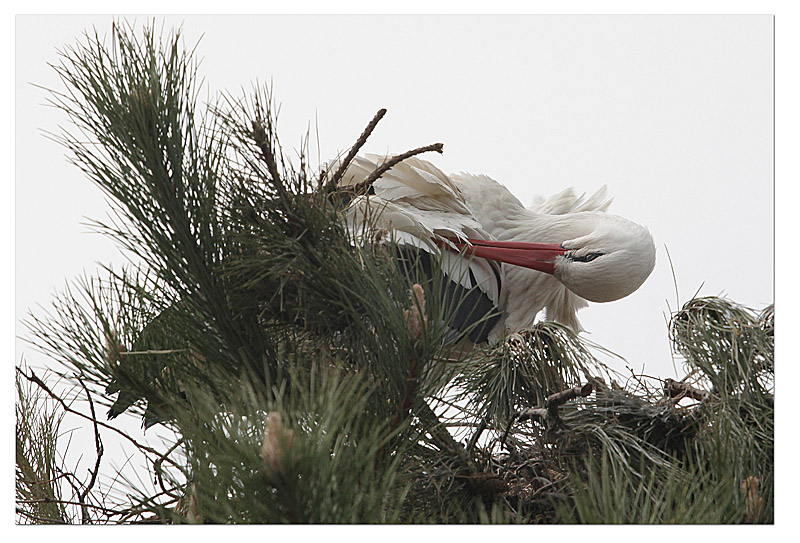 cigogne blanche toilettage 1 copie.jpg