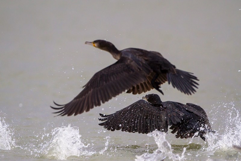 20112013-IMG_4662 (Copier).JPG