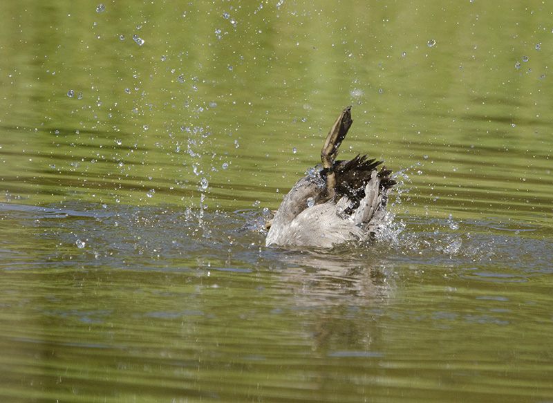 fuligule milouin bain2.jpg