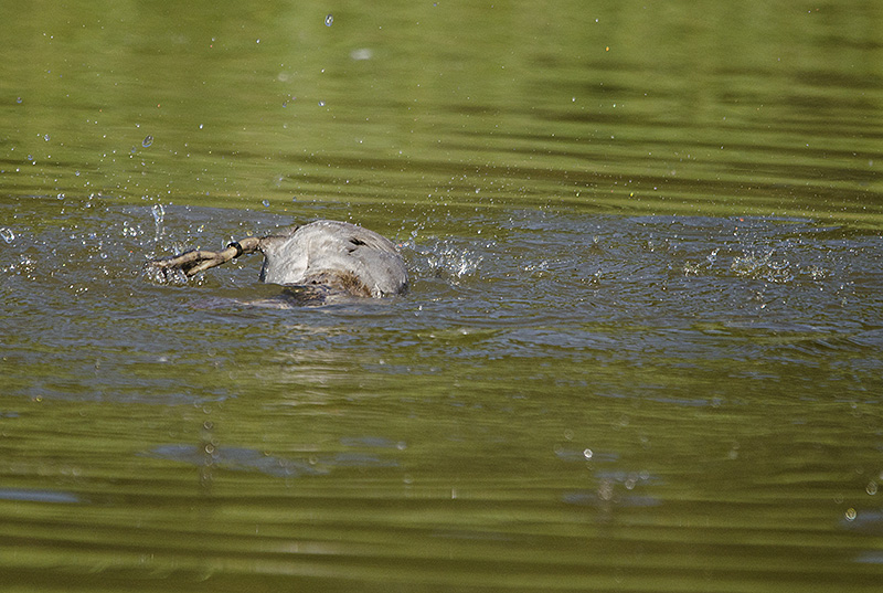 fuligule milouin bain.jpg