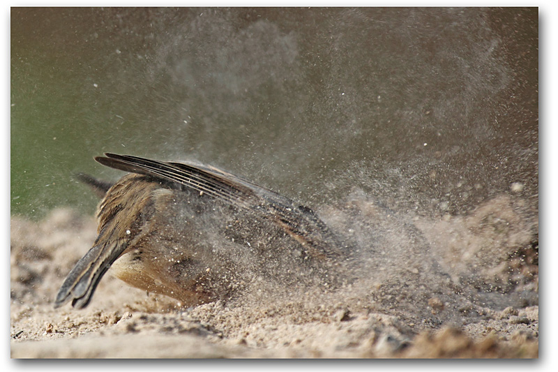 moineau domestique F 31 copie.jpg