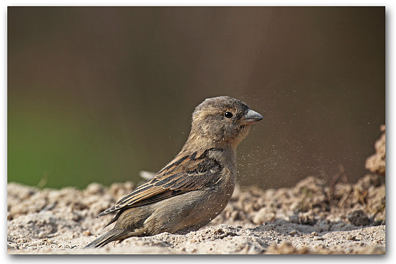 moineau domestique F 32 copie.jpg