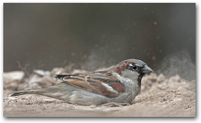 Moineau domestique M 47 copie.jpg