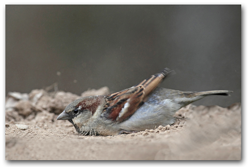 Moineau domestique M 49 copie.jpg