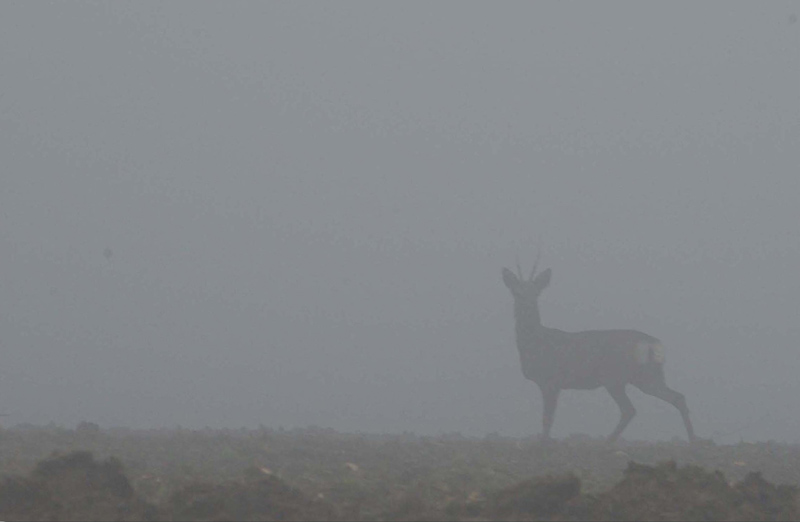 brume3.jpg
