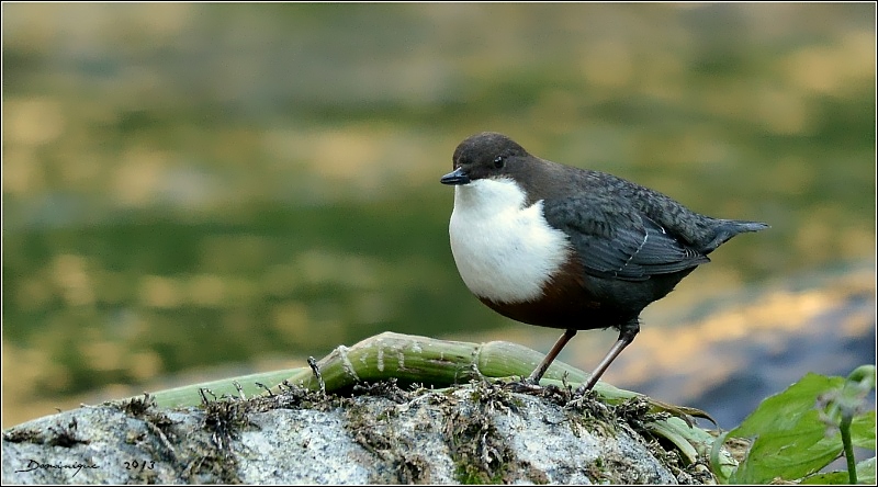 DSC_7730.JPG