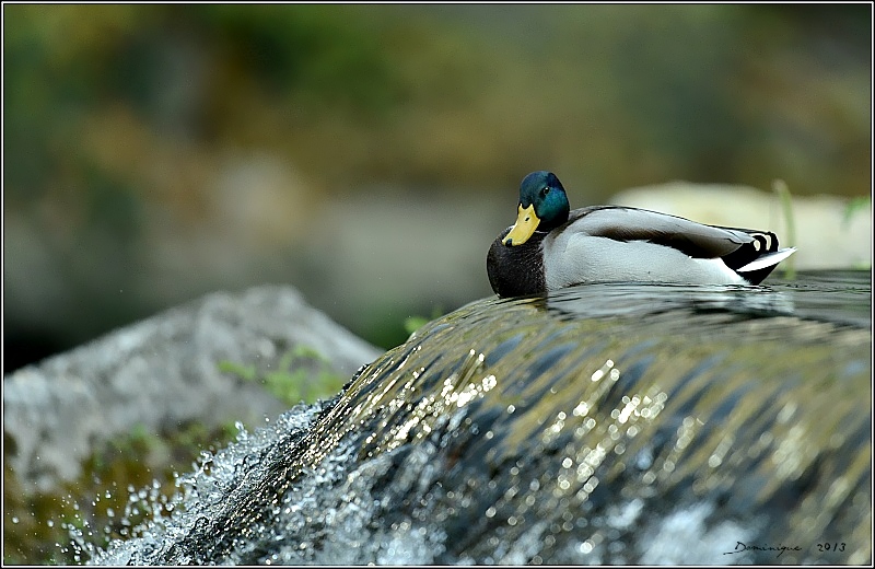 DSC_7605.JPG
