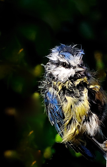 oiseau546-13.jpg