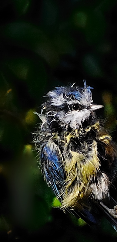 oiseau547-13.jpg