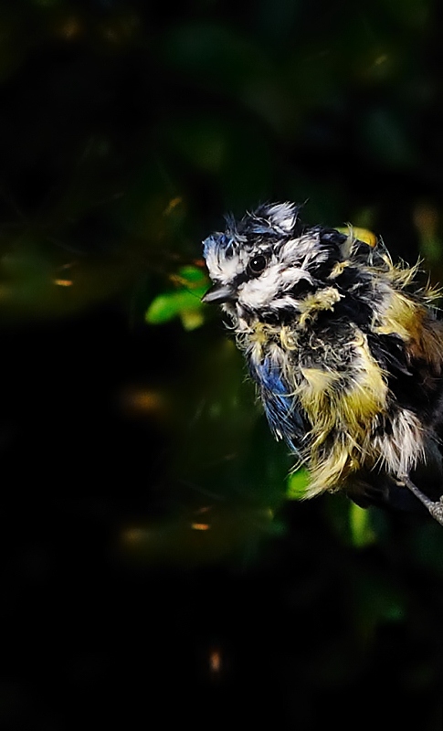 oiseau548-13.jpg