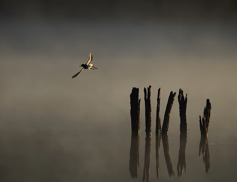 oiseau539-13.jpg