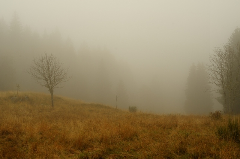 brume 2.jpg
