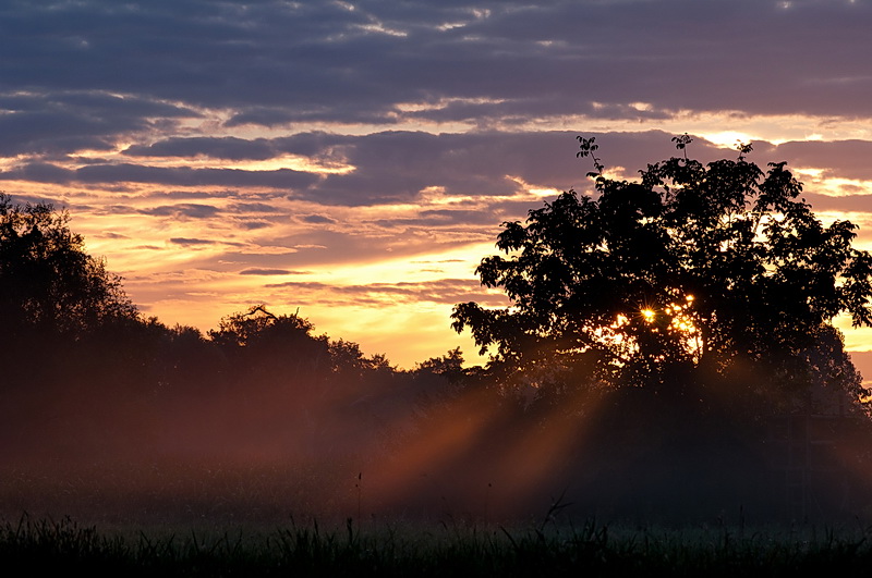 Rayons brumeux 800px.jpg