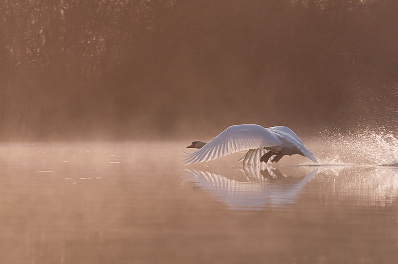Vol et brume 800px .jpg