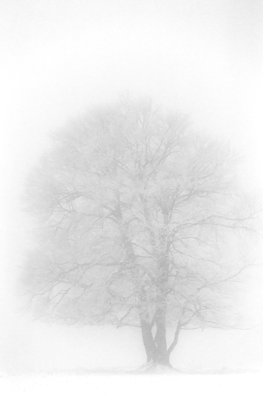 L'arbre de la Molière.jpg