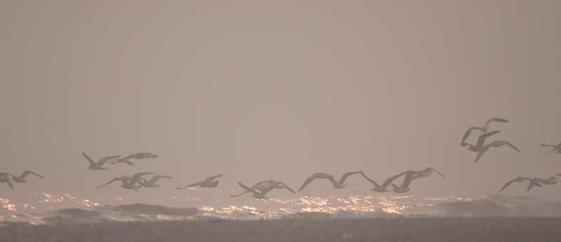 Oiseaux dans la brume.JPG