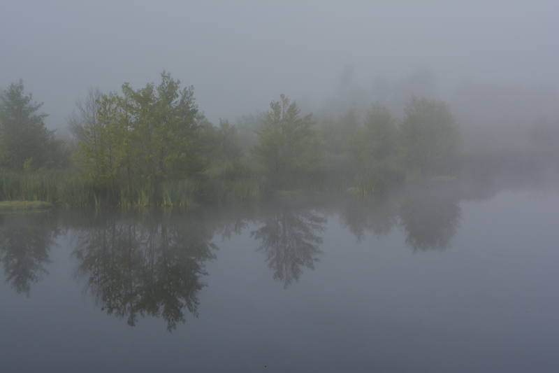 Brume sur le marais.JPG