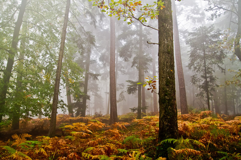 013-REINHARDSMUNSTER-22 octobre 2011.jpg