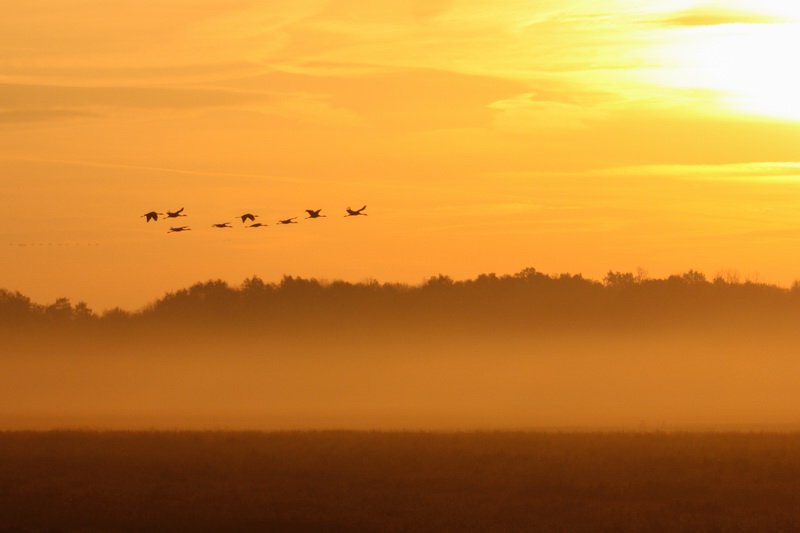 Grues cendrées 1.jpg