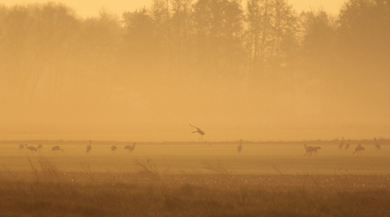 Grues cendrées 2.jpg