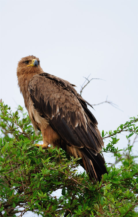 DSC_2868.jpg