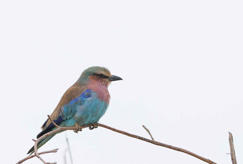 DSC_2888.jpg