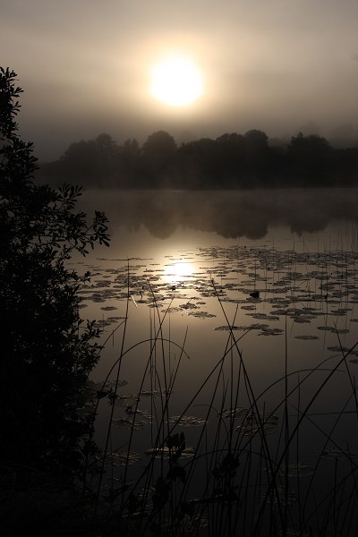 Brume et brouillard (2).JPG