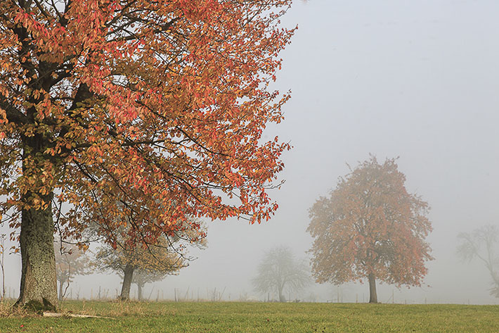 Brouillard-1 copie.jpg