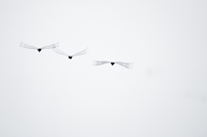 grus grus i et n.jpg